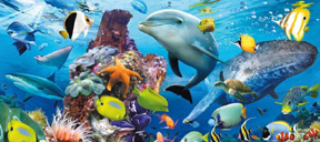 Read more about the article मछलियों के कुल वजन से भी ज्यादा महासागरों में प्लास्टिक