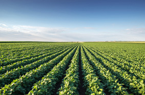 Read more about the article प्राकृतिक खेती, विषहीन खाद्य सुरक्षा और हरित उद्योग