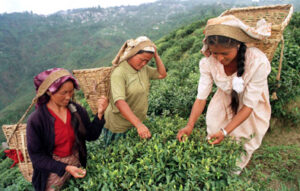 Read more about the article चाय के बागानों में महिलाओं की दयनीय स्थिति